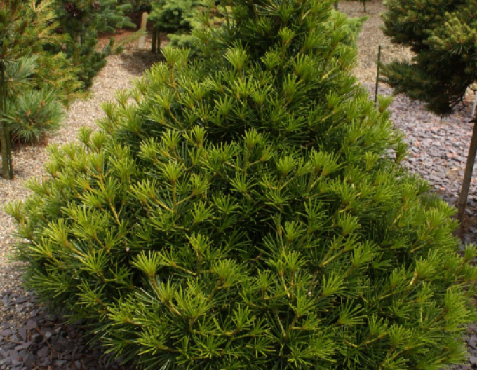 Pajehličník přeslenatý  100/125cm