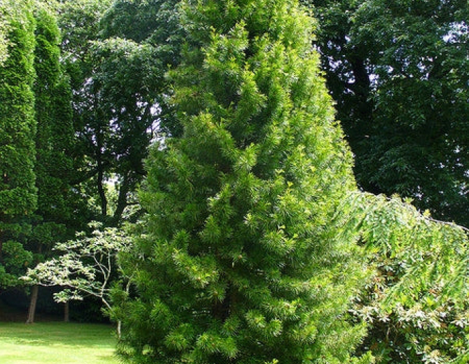 Pajehličník přeslenatý  100/125cm