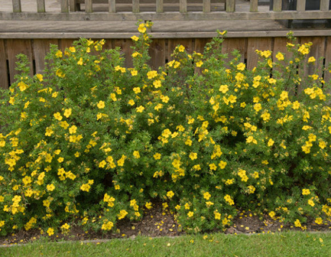 Mochna křovitá ’Klondike’