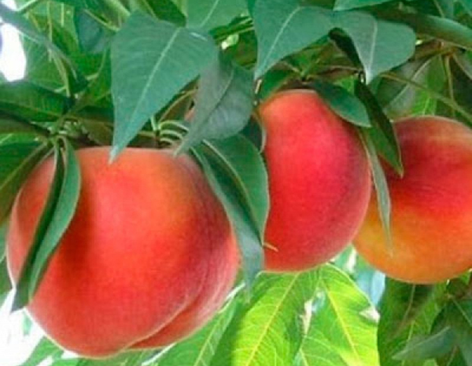 Broskev Springcrest raná, podn. GF677, prostok.