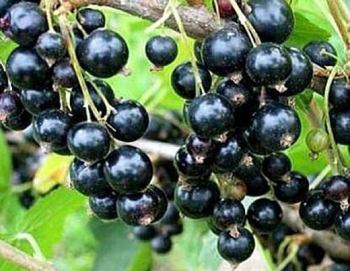 Černý rybíz Titania, Stromkový, prostok.