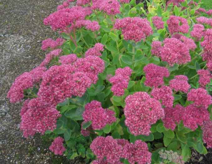 Rozchodník Brilliant