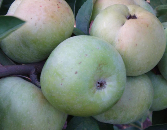 Jabloň Priesvitná letní, podn. MM106, prostok.