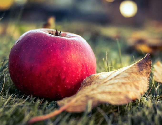 Jabloň ´Florina´ zimní, podn. MM106, prostok.