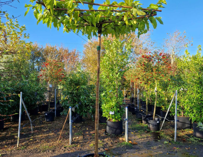 Morušovník platanolistý ´Fruitless´