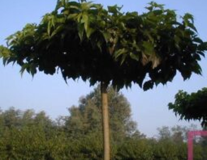 Morušovník platanolistý ´Fruitless´