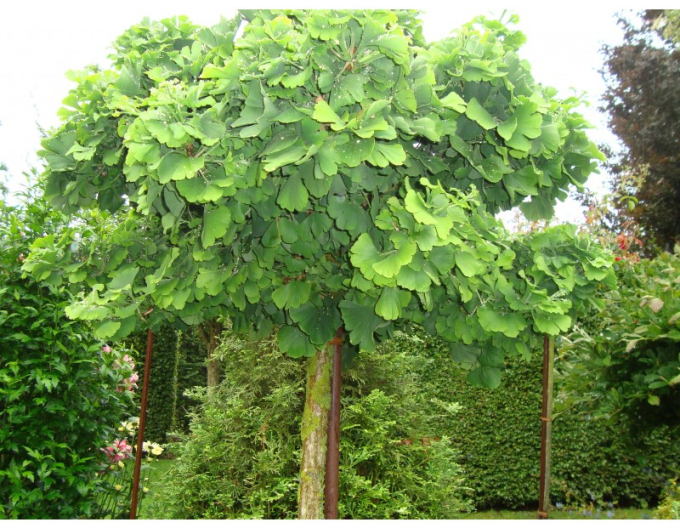 Ginko ´Mariken´ na kmínku