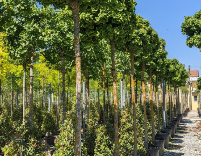 Ginko ´Mariken´ na kmínku