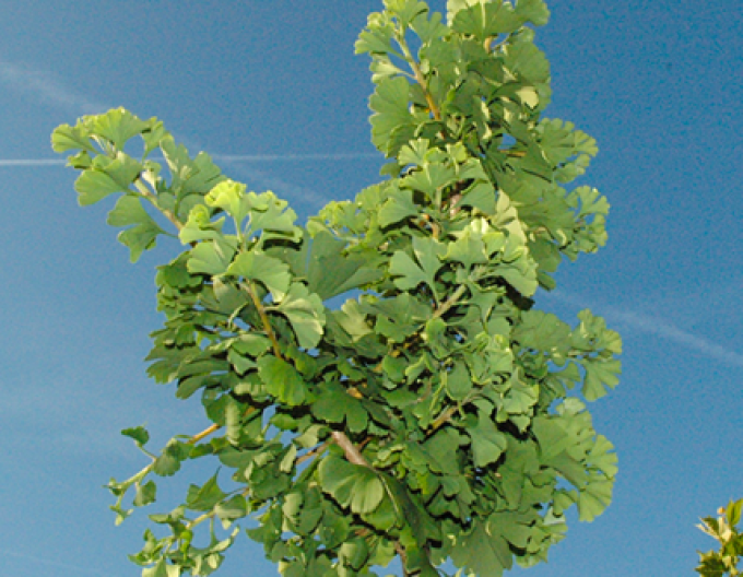 Ginko ´Mariken´ na kmínku