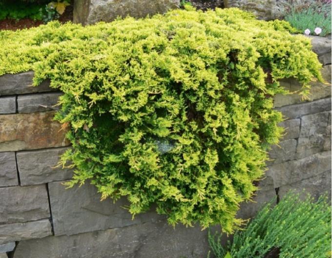 Jalovec  GOLDEN CARPET