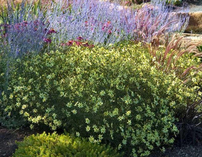 Krásnoočko přeslenité Moonbeam