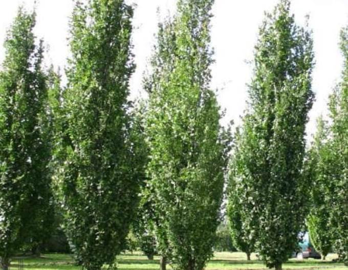 Buk lesní ´Dawyck ´