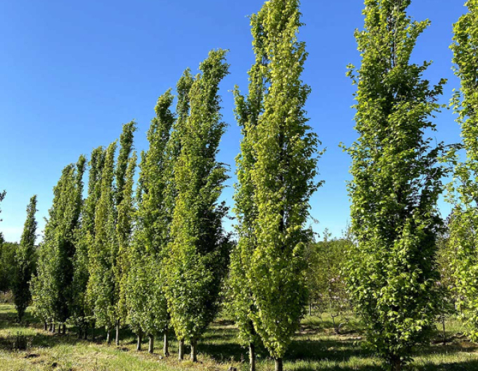 Buk lesní ´Dawyck ´