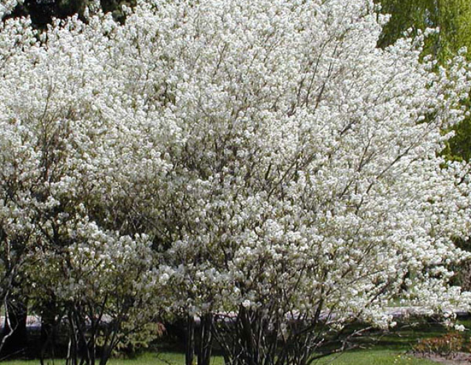 Muchovník Lamarkův 300cm+