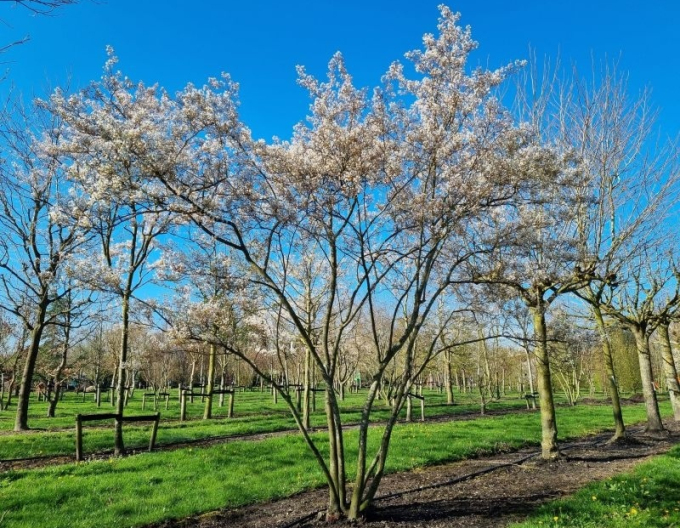 Muchovník Lamarkův 300cm+