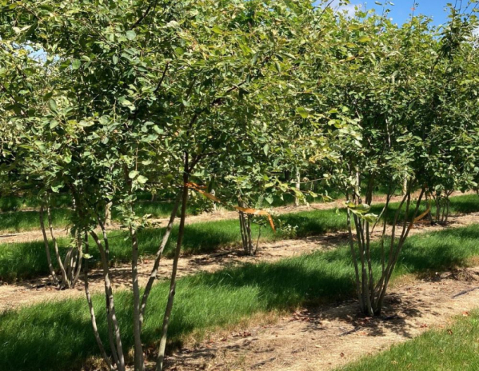 Muchovník Lamarkův 300cm+