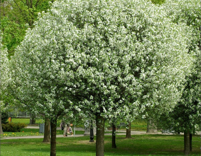 Třešeň křovitá ´Umbraculifera´ na kmínku 180cm