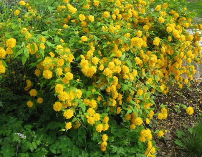 Zákula japonská ´Pleniflora´