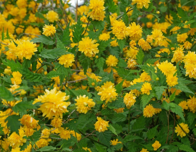 Zákula japonská ´Pleniflora´