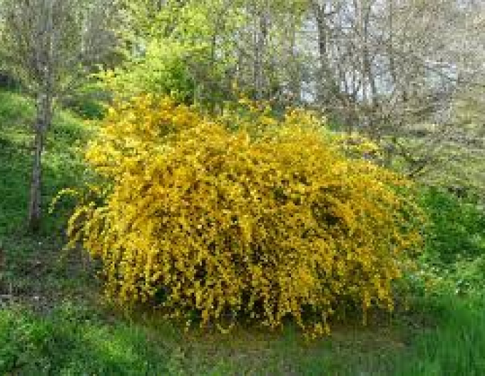 Zákula japonská ´Pleniflora´