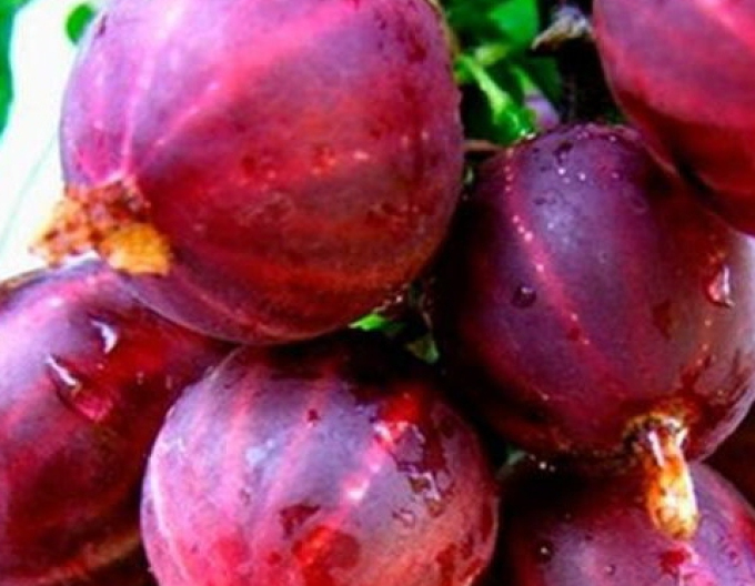 Červený angrešt Spinefree KEŘ