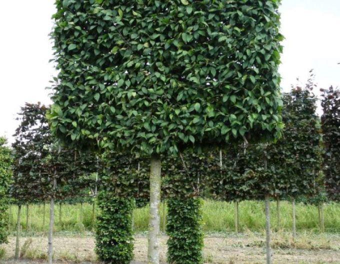 Habr obecný  60x60x80cm na kmínku