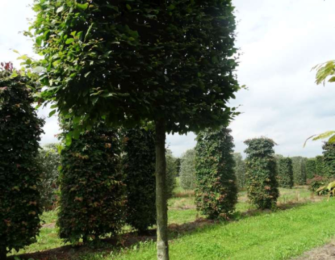 Habr obecný  60x60x80cm na kmínku