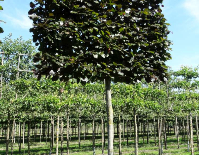 Habr obecný  60x60x80cm na kmínku