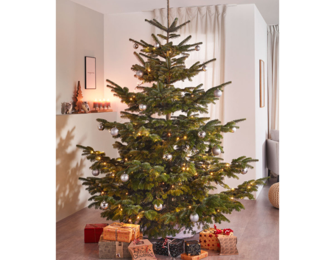 Jedle kavkazská EXELLENT řezaná 250/300cm