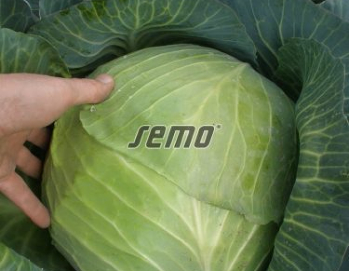 Semo Zelí hlávkové Portoza F1