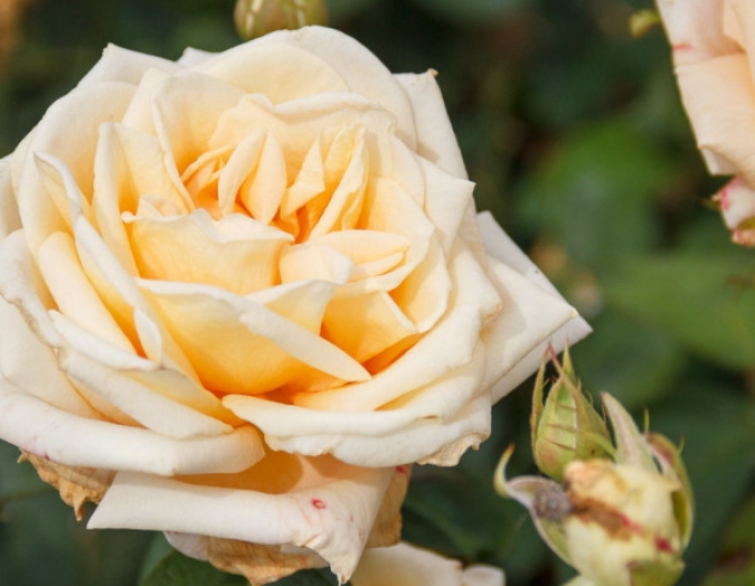 Stromková růže Helenka