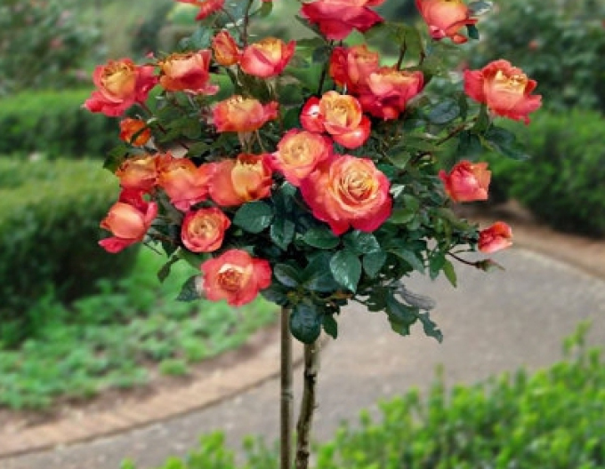 Růže stromková ´Orient Express´
