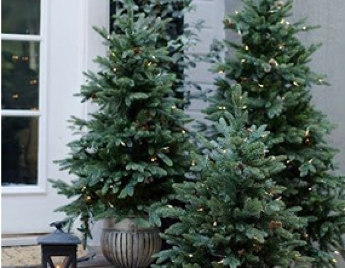 Smrk pichlavý 100/125 cm, kont.