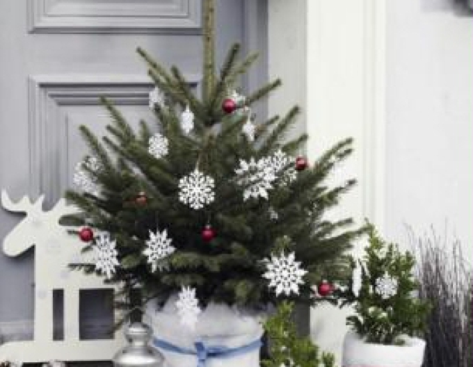 Smrk pichlavý 80/100 cm, kont.