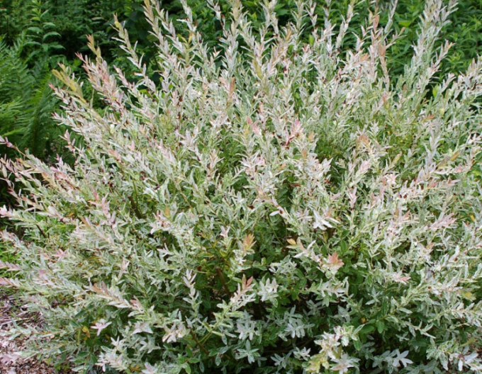 Vrba japonská  Hakuro-Nishiki KER