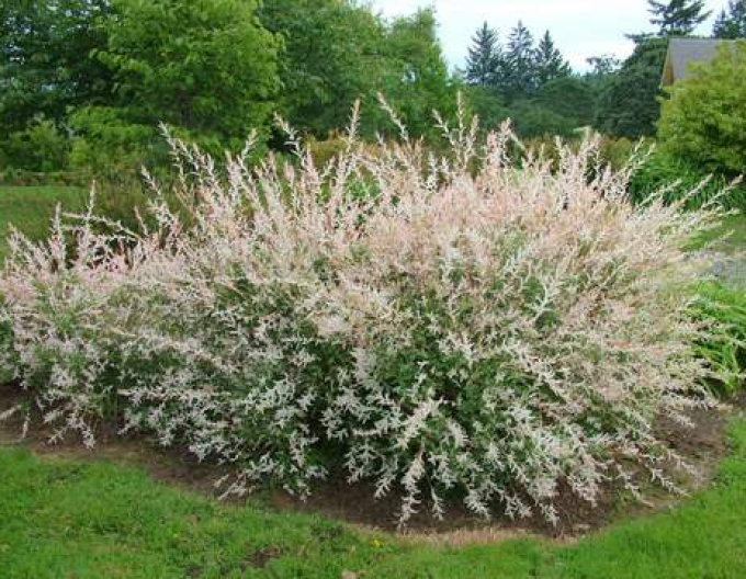 Vrba japonská  Hakuro-Nishiki KER