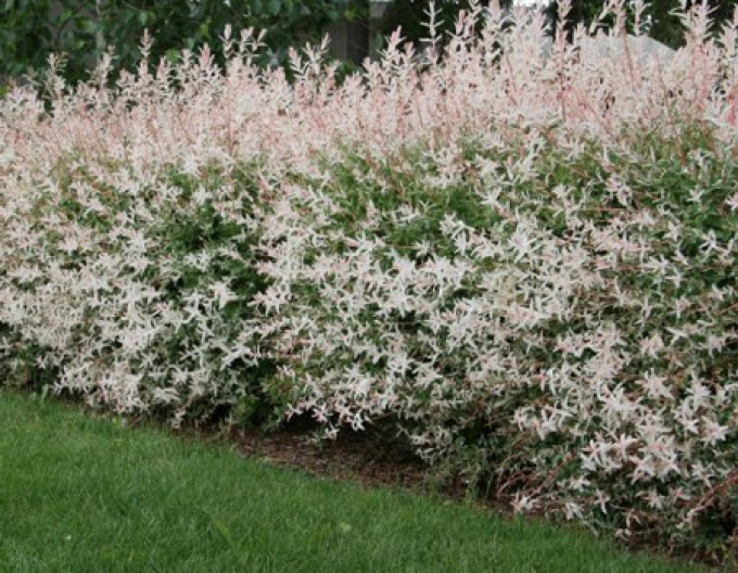 Vrba japonská  Hakuro-Nishiki KER