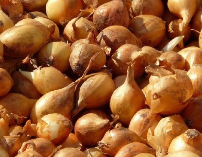 Cibule sazečka ´Všetana´ 10/21 0,50kg