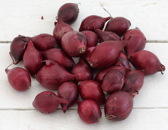 Cibule sazečka Red Baron 10/21 0,25 kg