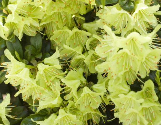 Pěnišník ’Princess Anne’