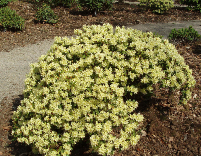 Pěnišník ’Princess Anne’