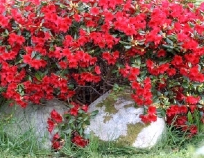 Pěnišník Elizabeth