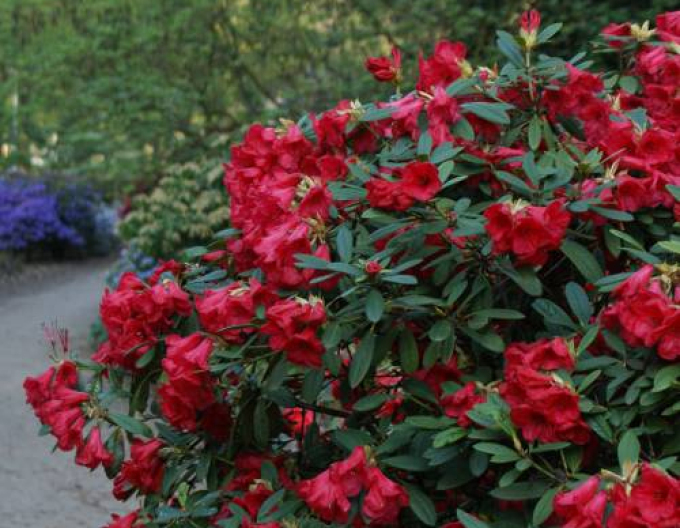 Pěnišník Elizabeth