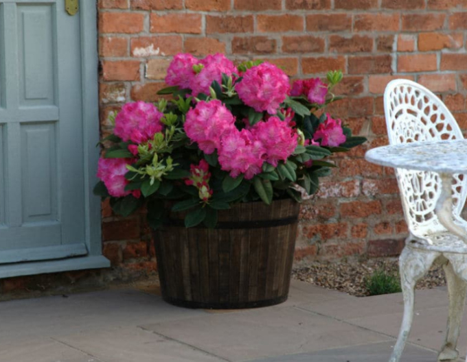 Rododendrón  Germania