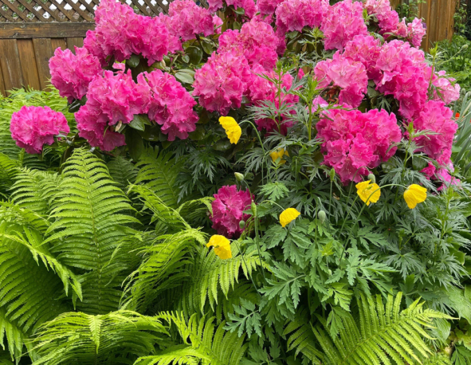 Rododendrón  Germania