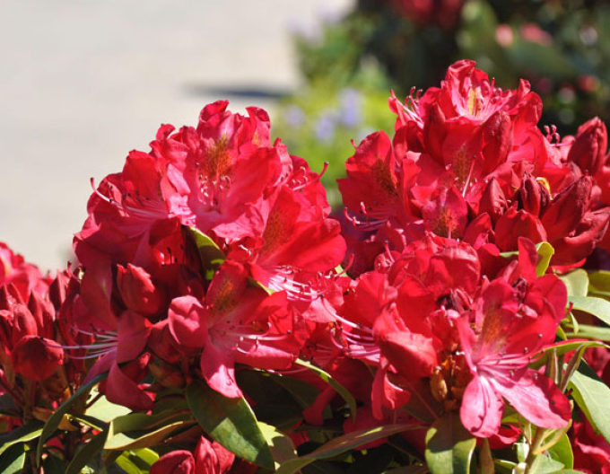 Pěnišník ´Junifeuer´