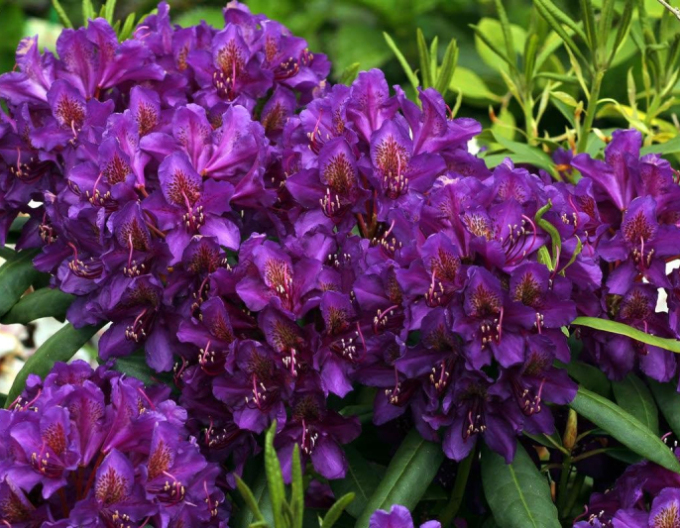 Pěnišník ´Marcel Menard´