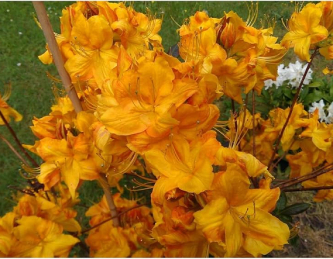 Azalka velkokvětá Klondyke