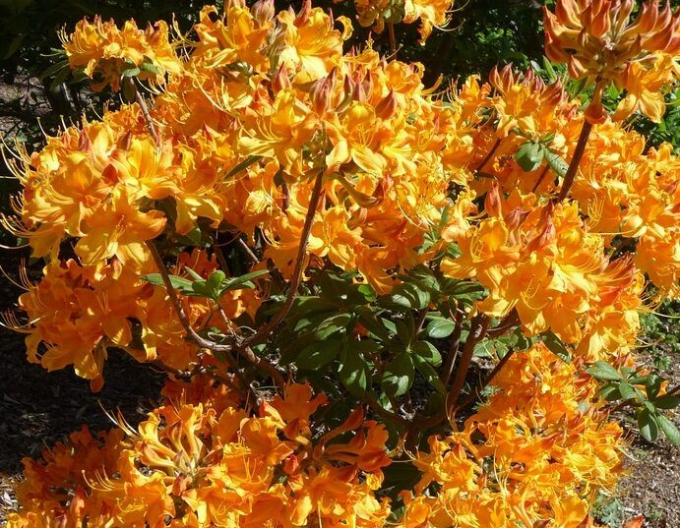 Azalka velkokvětá Klondyke