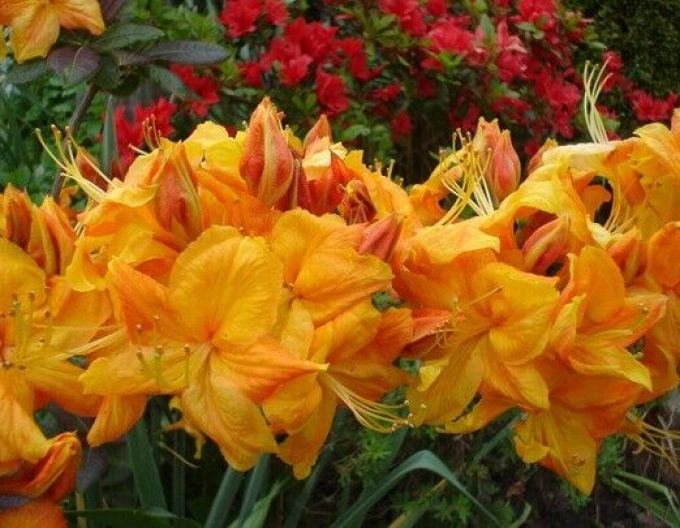 Azalka velkokvětá Klondyke